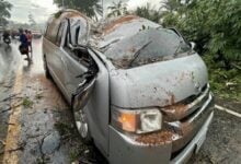 Tree falls on school van in Krabi, injures 14