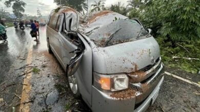 Tree falls on school van in Krabi, injures 14 | Thaiger