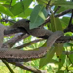 Serpent surge: Thailand&#8217;s venomous vipers slither in flood season | Thaiger
