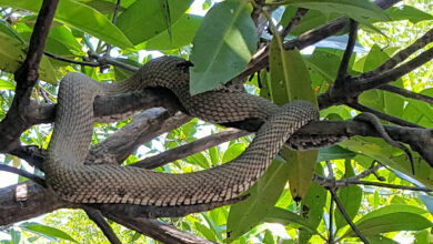 Serpent surge: Thailand’s venomous vipers slither in flood season