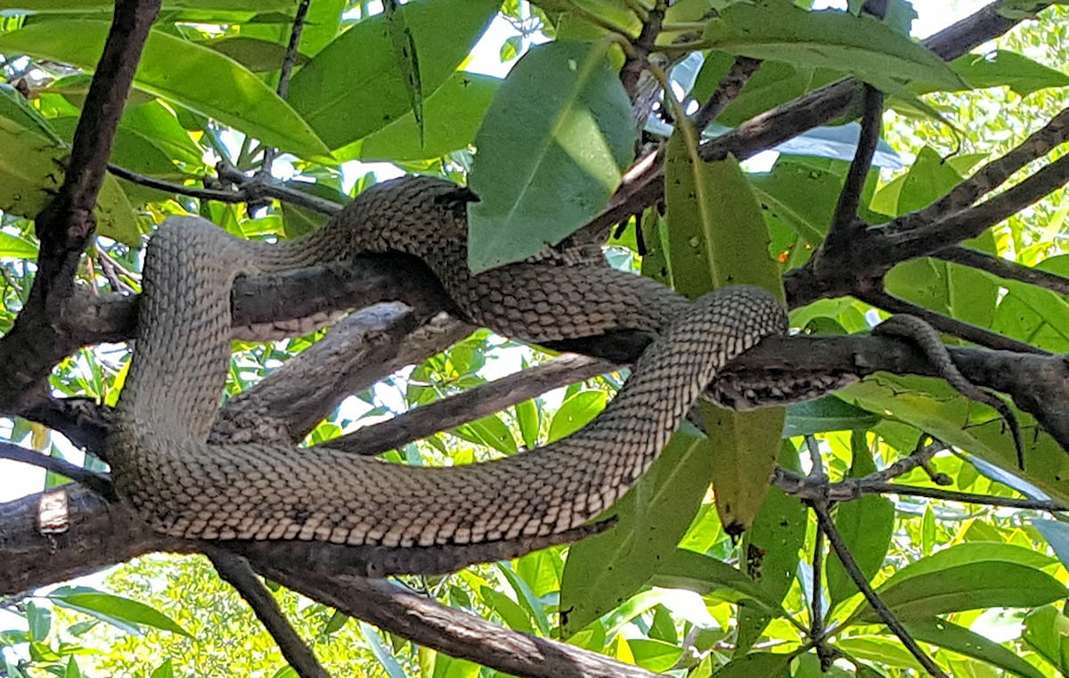 Serpent surge: Thailand’s venomous vipers slither in flood season