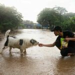 Doggone floods: Soi Dog races to feed Chiang Rai’s stranded paws