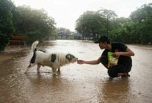 Doggone floods: Soi Dog races to feed Chiang Rai’s stranded paws