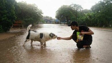 Doggone floods: Soi Dog races to feed Chiang Rai’s stranded paws