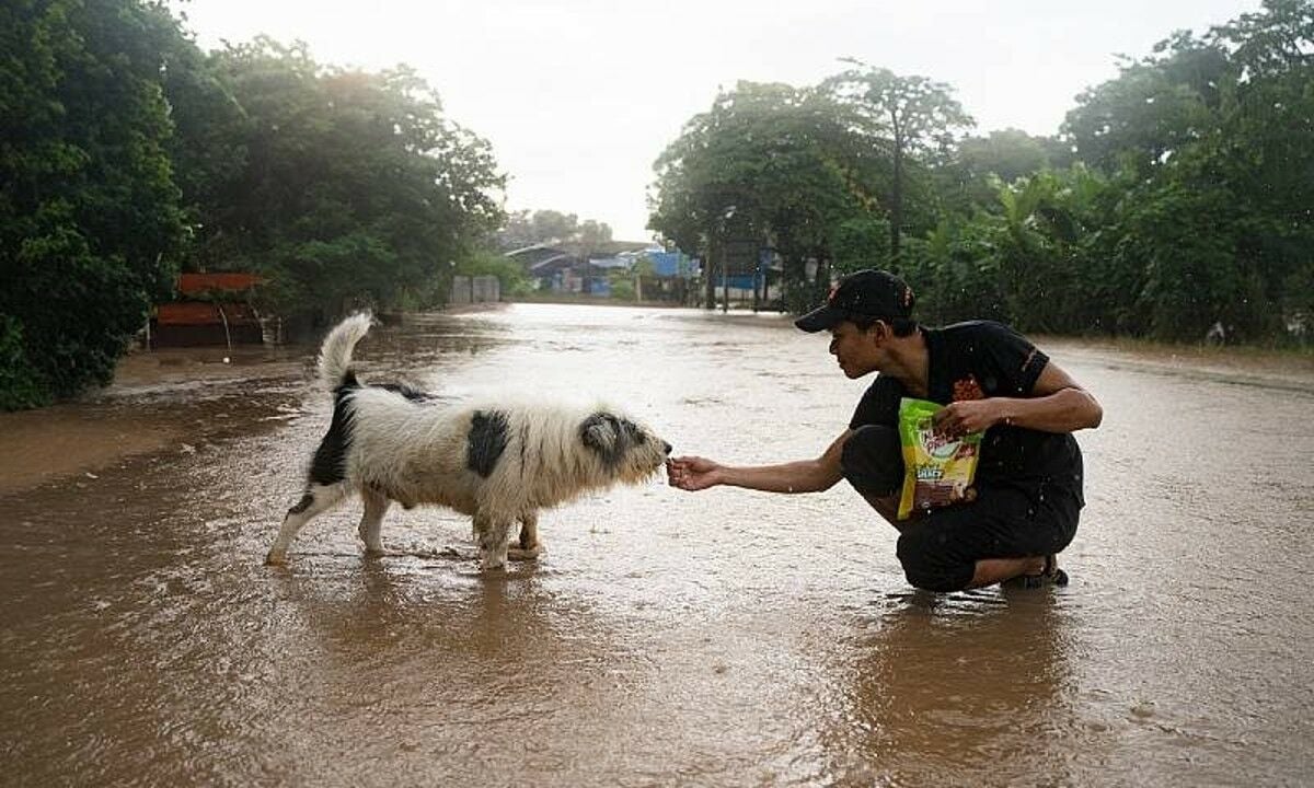 Doggone floods: Soi Dog races to feed Chiang Rai’s stranded paws