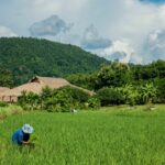 Thailand&#8217;s golden rice grain faces storm from strong baht and India | Thaiger
