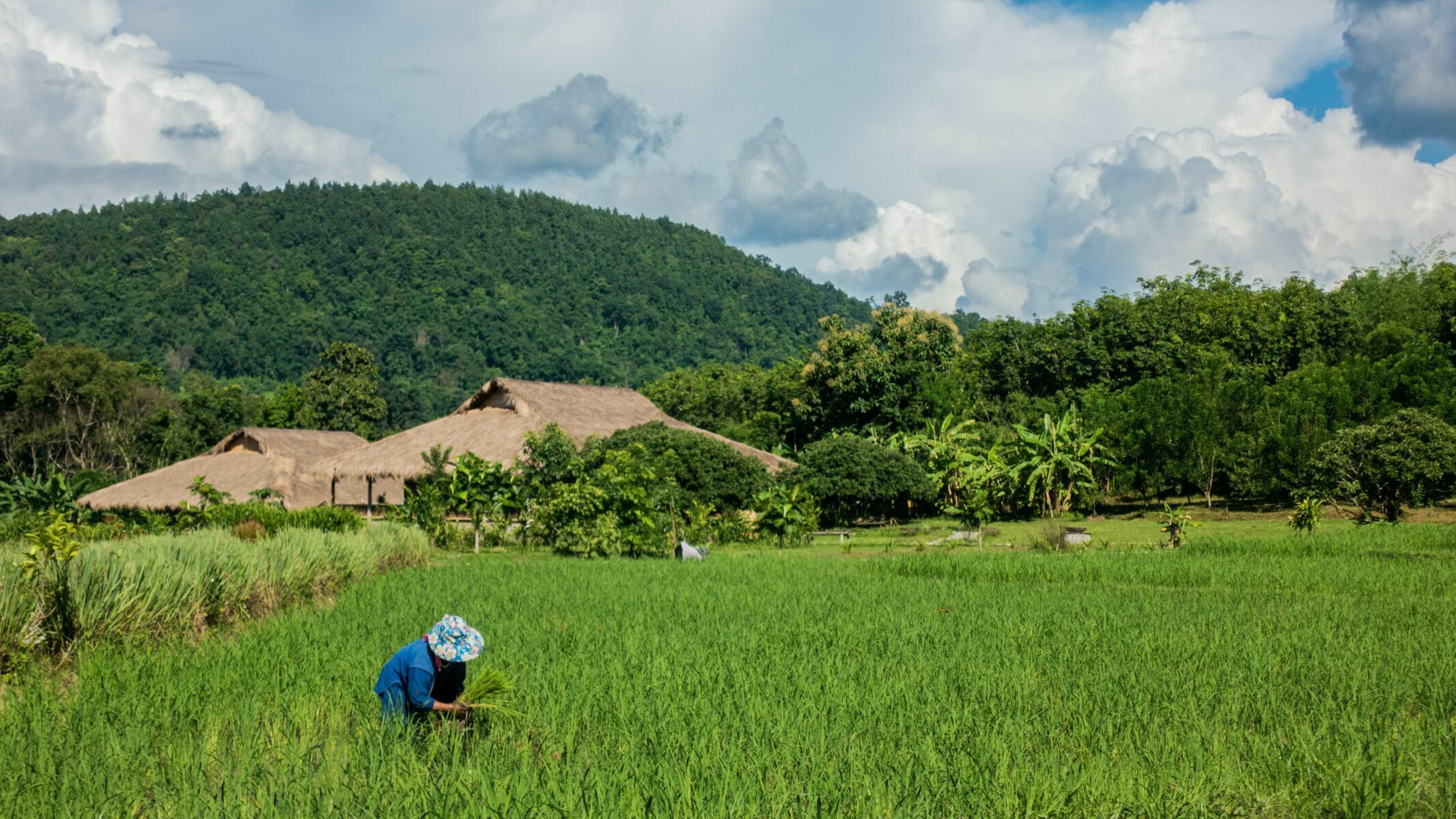 Thailand’s golden rice grain faces storm from strong baht and India