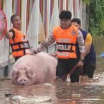 No more hogging the spotlight: Flood claims beloved Chiang Rai pig | Thaiger