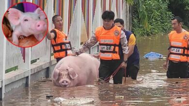 No more hogging the spotlight: Flood claims beloved Chiang Rai pig