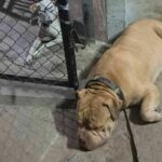 Pit bull attack claims life of elderly cyclist in Pathum Thani | Thaiger