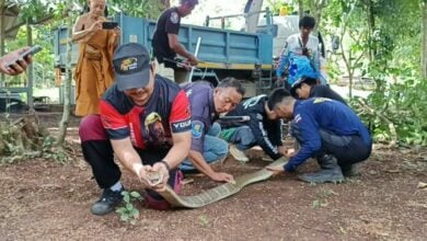 Giant snakes prompt dramatic four-hour rescue in East Thailand