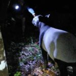 Rare Malayan tapir spotted near Thai-Malaysian border | Thaiger