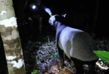 Rare Malayan tapir spotted near Thai-Malaysian border