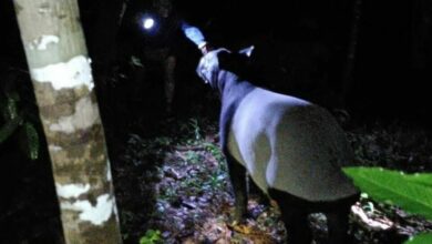 Rare Malayan tapir spotted near Thai-Malaysian border