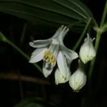 Researchers discover four new plant species in northern Thailand | Thaiger