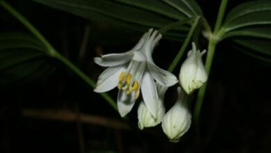 Researchers discover four new plant species in northern Thailand