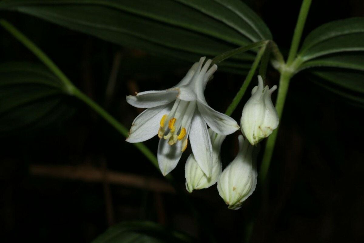 Researchers discover four new plant species in northern Thailand