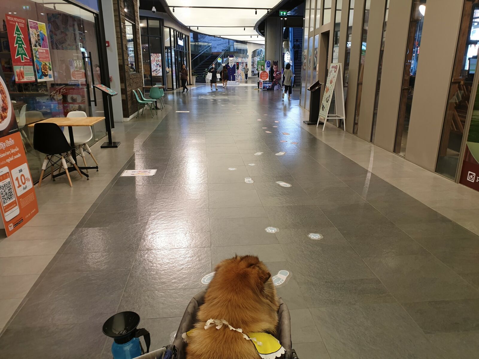 pets at shopping mall in bangkok