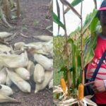 Corn-napped! Prachinburi farmers stalked by thieves in fresh crop heists | Thaiger