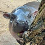 Hippo hullabaloo: TSPCA roars back at PETA over moo deng controversy | Thaiger