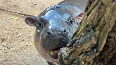 Hippo hullabaloo: TSPCA roars back at PETA over moo deng controversy