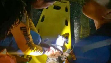 Purr-fect rescue: Team revives cat that took an electrifying tumble