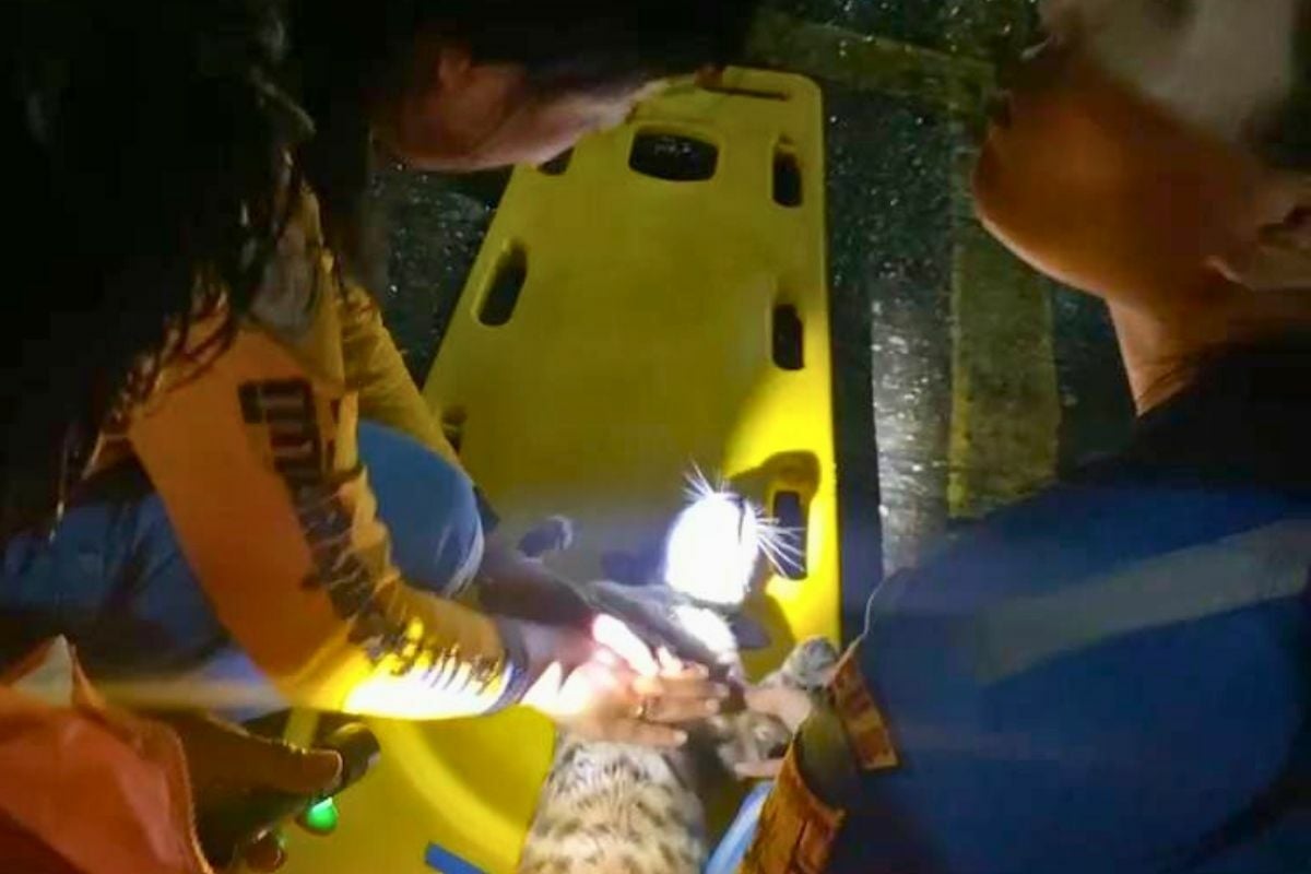 Purr-fect rescue: Team revives cat that took an electrifying tumble