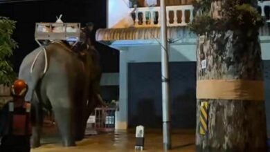 Elephant rescue: Monk brings trunkloads of aid to Chiang Mai flood victims