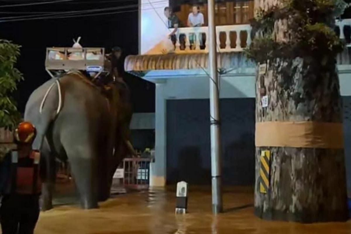 Elephant rescue: Monk brings trunkloads of aid to Chiang Mai flood victims