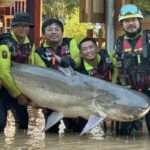 Fishing for owner: Chiang Mai rescue reels in 300kg catfish | Thaiger