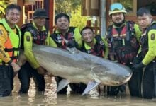 Fishing for owner: Chiang Mai rescue reels in 300kg catfish