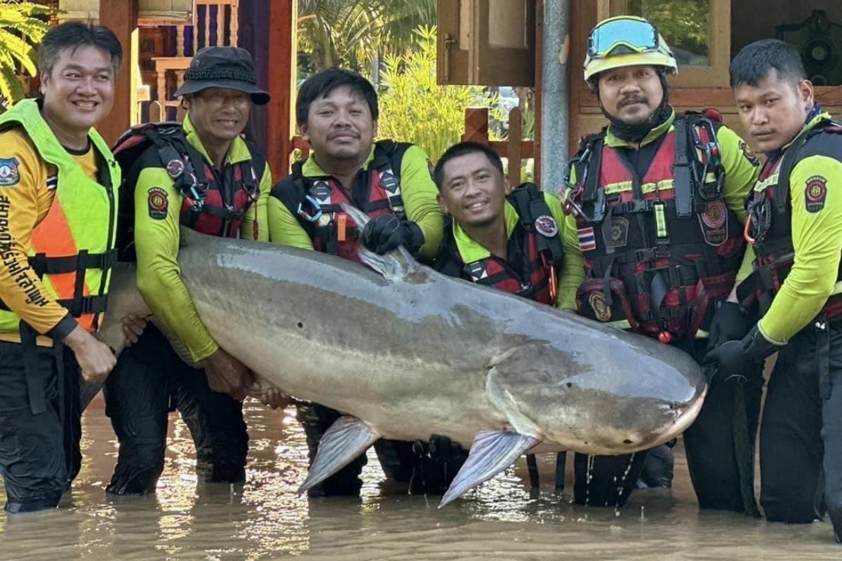 Fishing for owner: Chiang Mai rescue reels in 300kg catfish