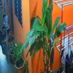 Flipflop tosser: CCTV catches sole suspect in Nonthaburi scandal | Thaiger