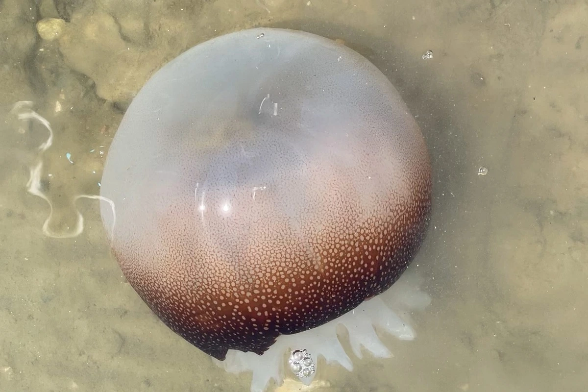 Cannonball Jellyfish