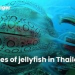Types of jellyfish in Thailand | Thaiger