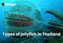 Types of jellyfish in Thailand