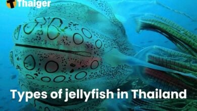 Types of jellyfish in Thailand | Thaiger