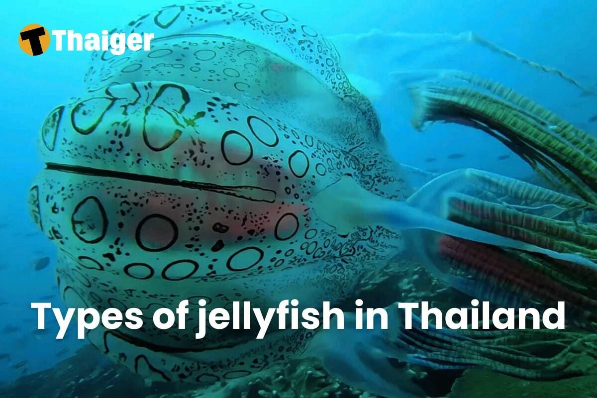 Types of jellyfish in Thailand