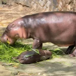 How Thailand’s famous pigmy hippo became a crypto star | Thaiger
