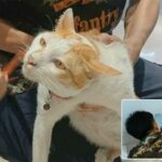 Missing Sri Racha cat gets helping paw from trapped ceiling drama | Thaiger