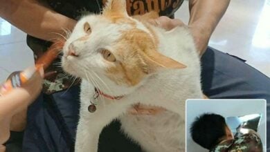 Missing Sri Racha cat gets helping paw from trapped ceiling drama