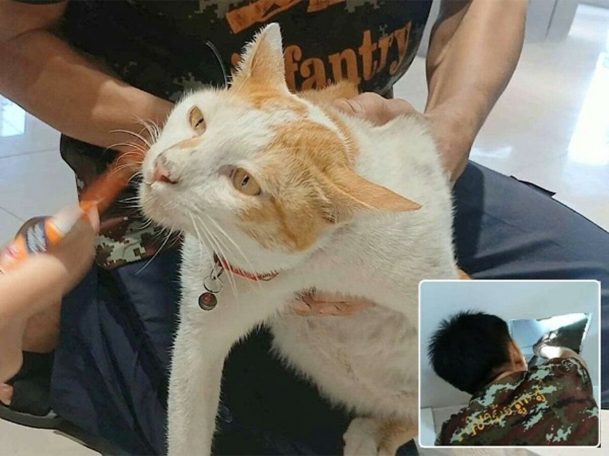 Missing Sri Racha cat gets helping paw from trapped ceiling drama