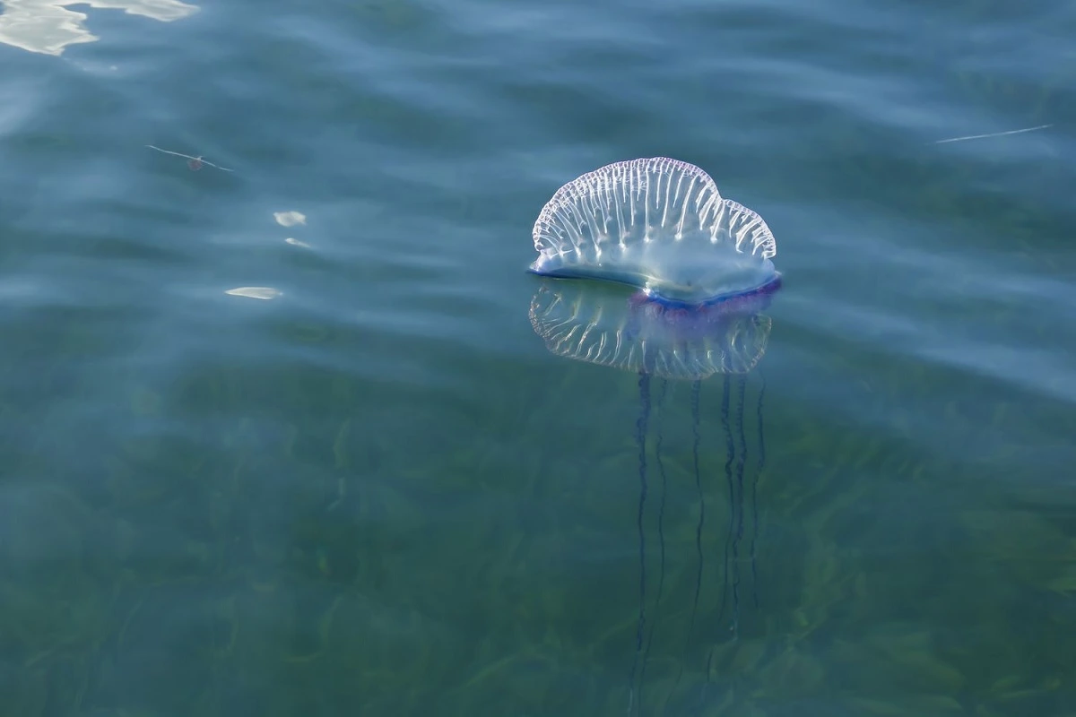 Portuguese Man-of-War