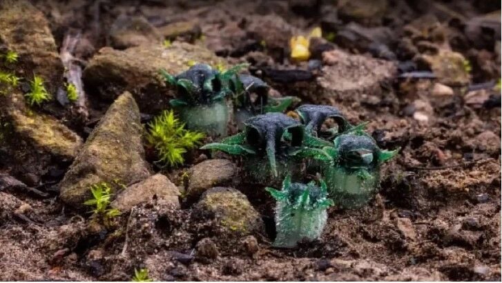Thailand’s ‘Glowing Owl’ flower: A rare botanical spectacle | News by Thaiger