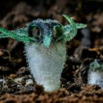 Thailand’s ‘Glowing Owl’ flower: A rare botanical spectacle | Thaiger