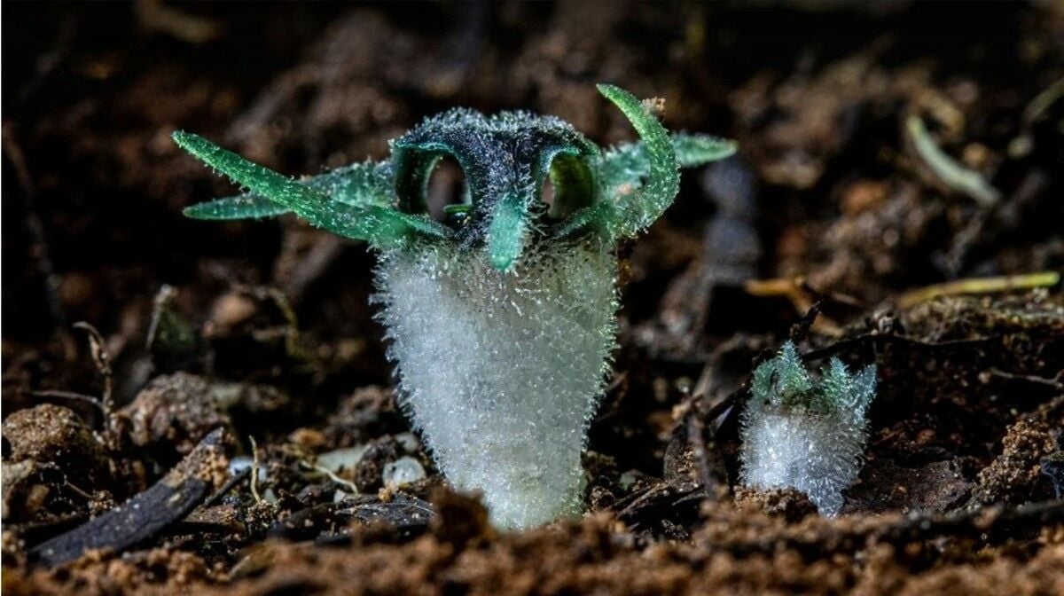 Thailand’s ‘Glowing Owl’ flower: A rare botanical spectacle