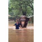 Blind elephant left behind as Chiang Mai floods ravage sanctuary (video) | Thaiger