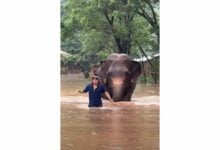 Blind elephant left behind as Chiang Mai floods ravage sanctuary (video)