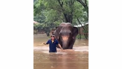 Blind elephant left behind as Chiang Mai floods ravage sanctuary (video)