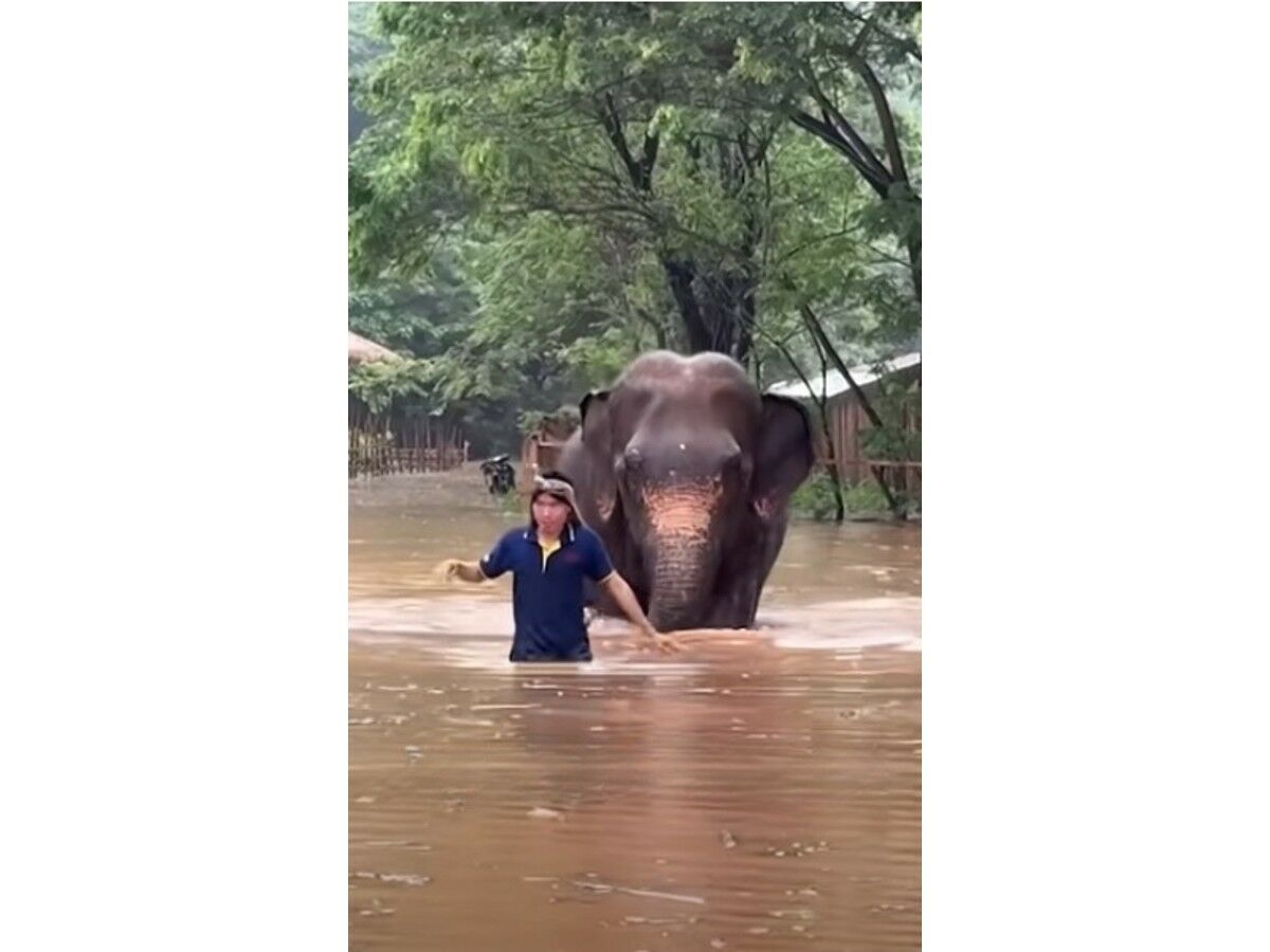 Blind elephant left behind as Chiang Mai floods ravage sanctuary (video)